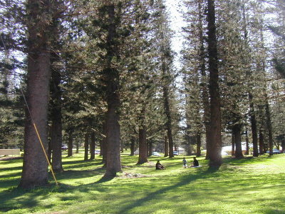 Norfolk Island Pines, Dole Park, Lanai City