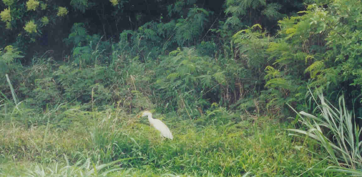 Egret in Kauai