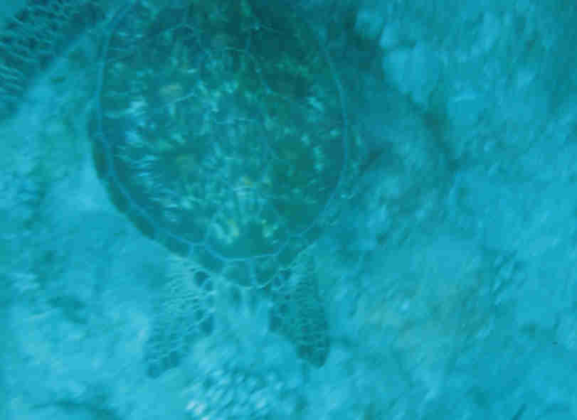 Turtle at Black Rock, Kaanapali, Maui