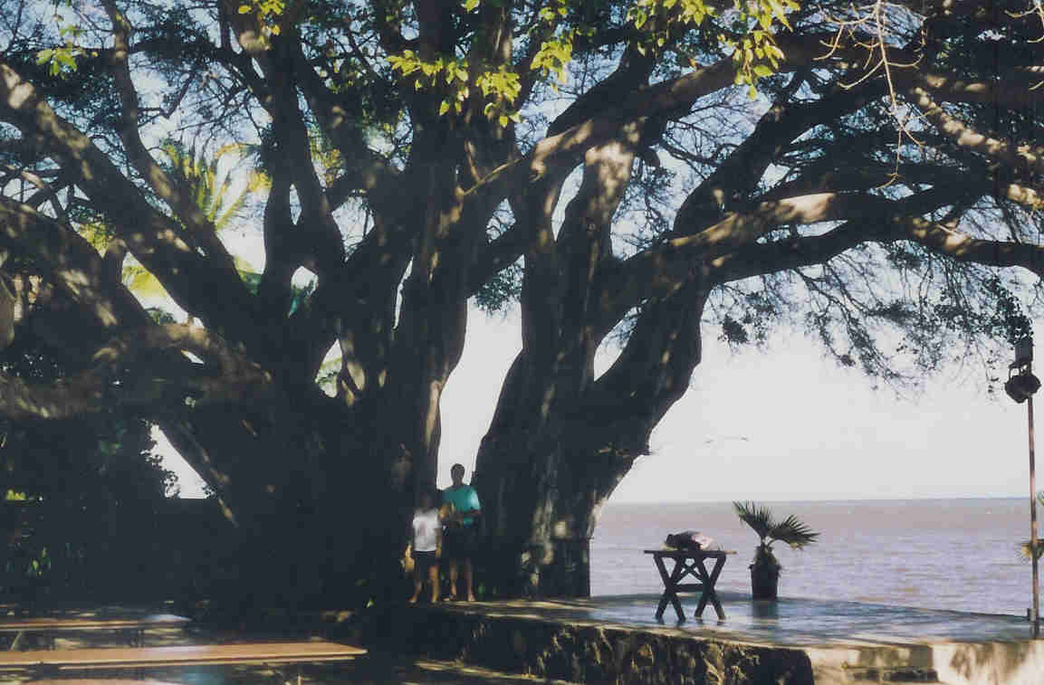 Banyon Tree, Molokai