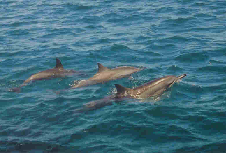 Dolphins