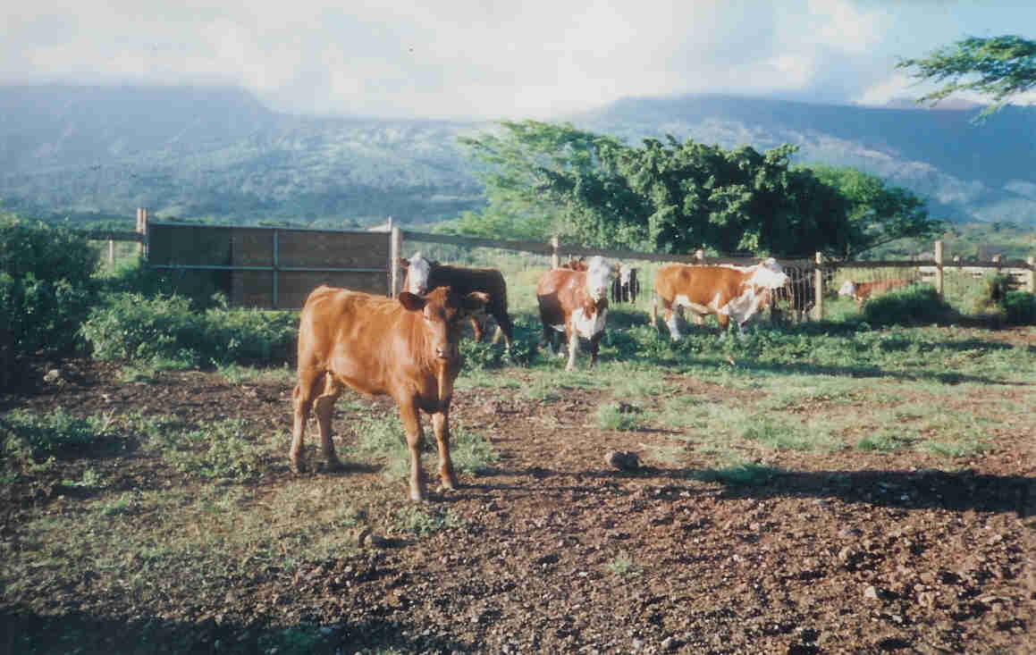 Mt. Haleakala, Maui