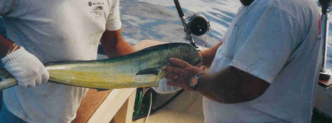 Mahi Mahi