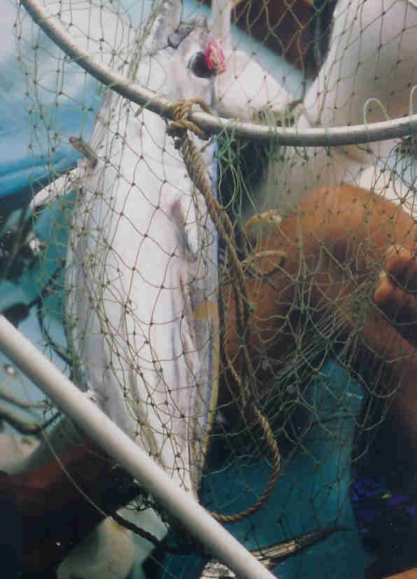Tuna